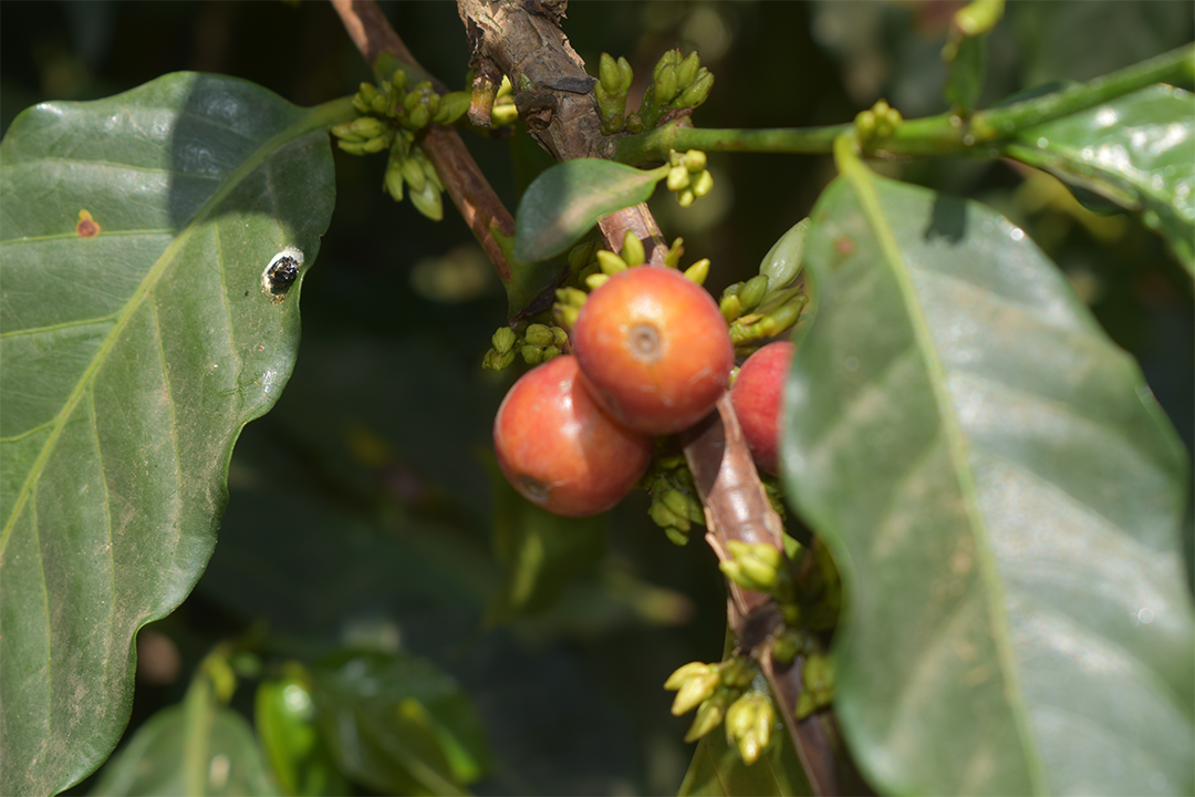 Tanzanian Peaberry