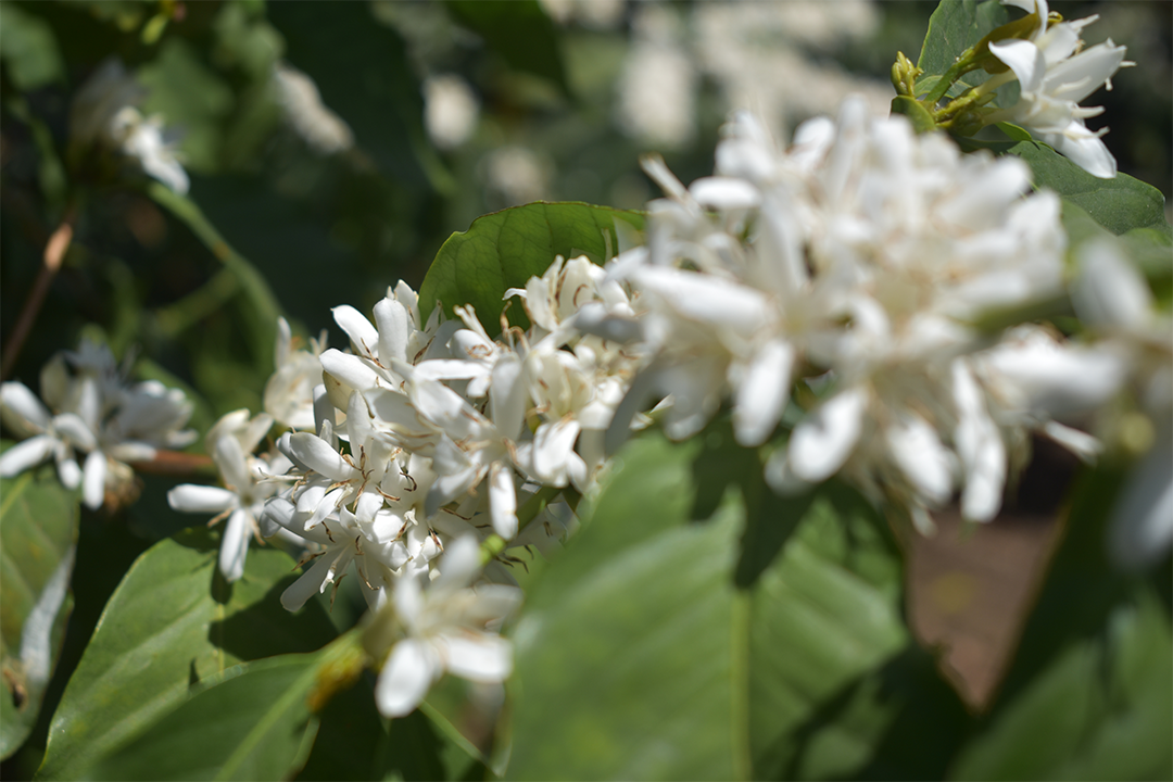 Tanzanian Peaberry